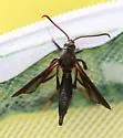 Lilac Borer - Hodges#2589 - photo 5