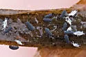Water Springtail