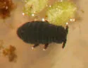 Water Springtail - photo 2