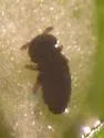 Water Springtail - photo 3