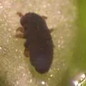 Water Springtail - photo 4
