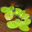 Water Springtail - photo 5