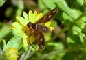 Poecilanthrax alcyon - photo 2