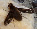 Poecilanthrax alcyon - photo 3