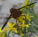 Poecilanthrax alcyon - photo 4