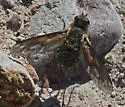 Poecilanthrax apache - photo 2