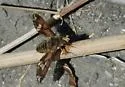 Poecilanthrax arethusa