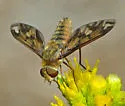 Poecilanthrax arethusa - photo 4