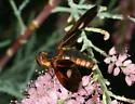 Poecilanthrax effrenus