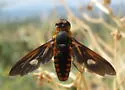 Poecilanthrax effrenus - photo 2