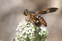 Poecilanthrax effrenus - photo 4