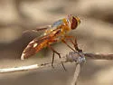 Poecilanthrax eremicus