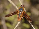 Poecilanthrax eremicus - photo 2