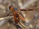 Poecilanthrax eremicus - photo 3