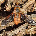 Poecilanthrax eremicus - photo 4