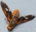 Poecilanthrax eremicus - photo 5