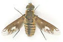 Poecilanthrax fasciatus