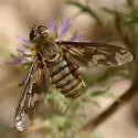 Poecilanthrax fasciatus - photo 4
