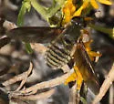 Poecilanthrax hyalinipennis