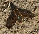 Poecilanthrax litoralis