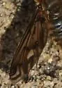 Poecilanthrax litoralis - photo 2