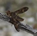 Poecilanthrax nigripennis