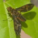Poecilanthrax nigripennis - photo 2
