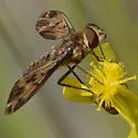 Poecilanthrax nigripennis - photo 4