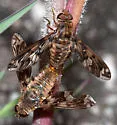 Poecilanthrax poecilogaster