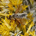 Poecilanthrax sackenii