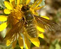 Poecilanthrax tegminipennis