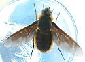 Poecilanthrax tegminipennis - photo 2
