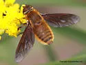 Poecilanthrax tegminipennis - photo 4
