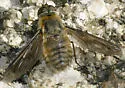 Poecilanthrax varius