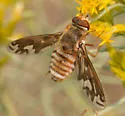 Poecilanthrax willistonii