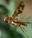 Poecilanthrax willistonii - photo 4
