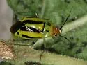 Poecilocapsus nigriger - photo 2