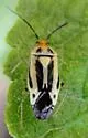 Poecilocapsus nigriger - photo 3