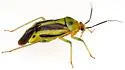 Poecilocapsus nigriger - photo 4