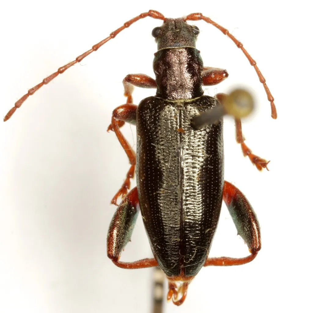 Poecilocera harrisii - photo 2