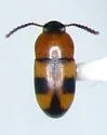 Poecilocrypticus formicophilus - photo 4