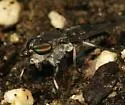 Poeciloderas quadripunctatus - photo 2