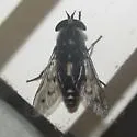 Poeciloderas quadripunctatus - photo 4