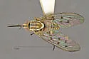 Poecilognathus damfino