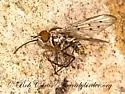 Poecilognathus damfino - photo 4