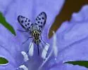 Poecilognathus punctipennis