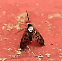 Poecilognathus punctipennis - photo 2