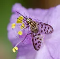 Poecilognathus punctipennis - photo 4