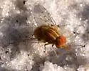 Poecilognathus sulphureus