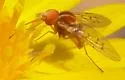 Poecilognathus sulphureus - photo 3